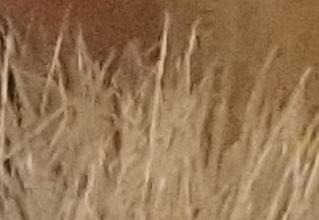 Sony NEX-7: správná (r)evoluce