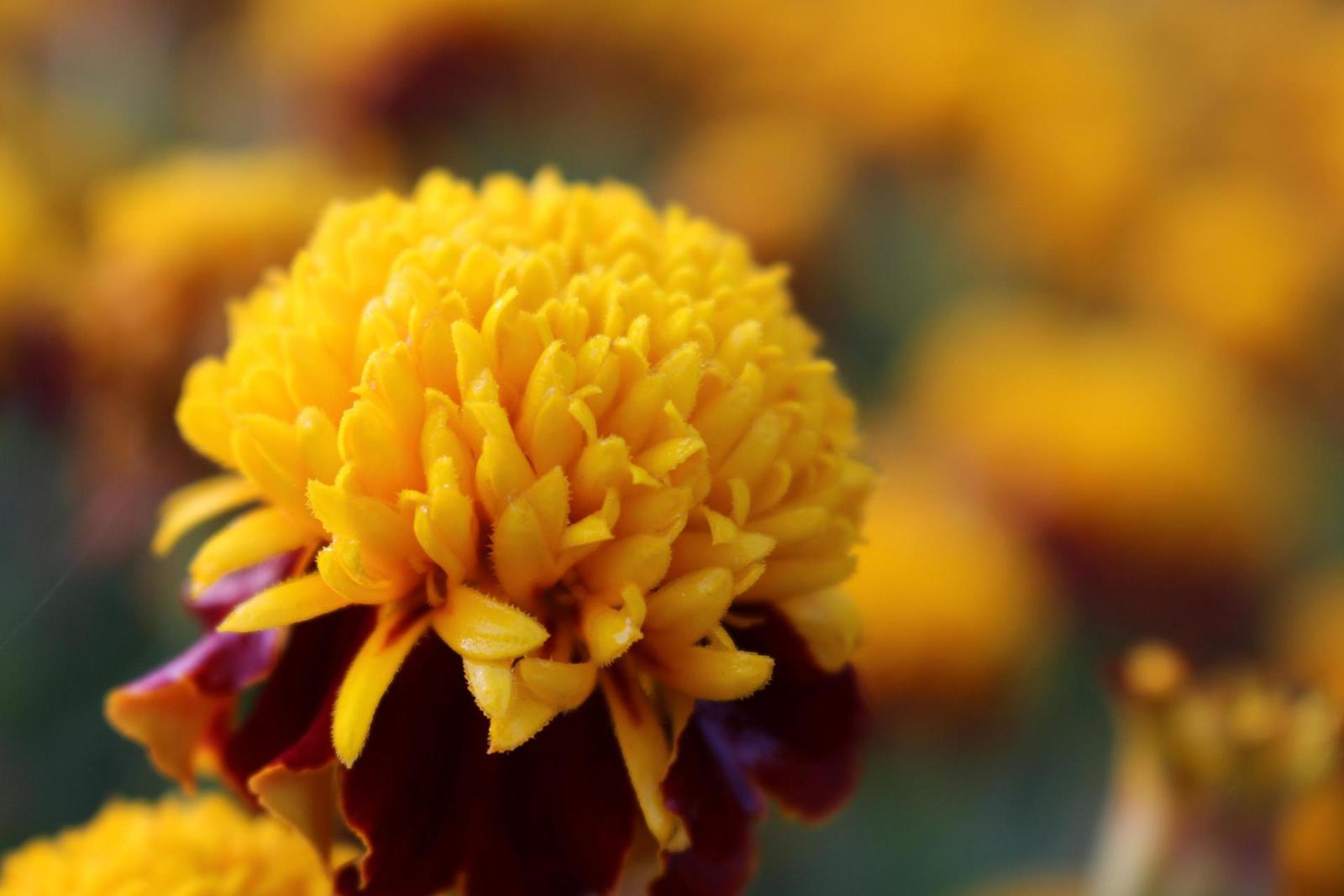 Canon EOS 700D: dotykový hybrid