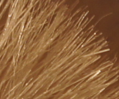 Sony SLT-A33: přesvědčivý revolucionář