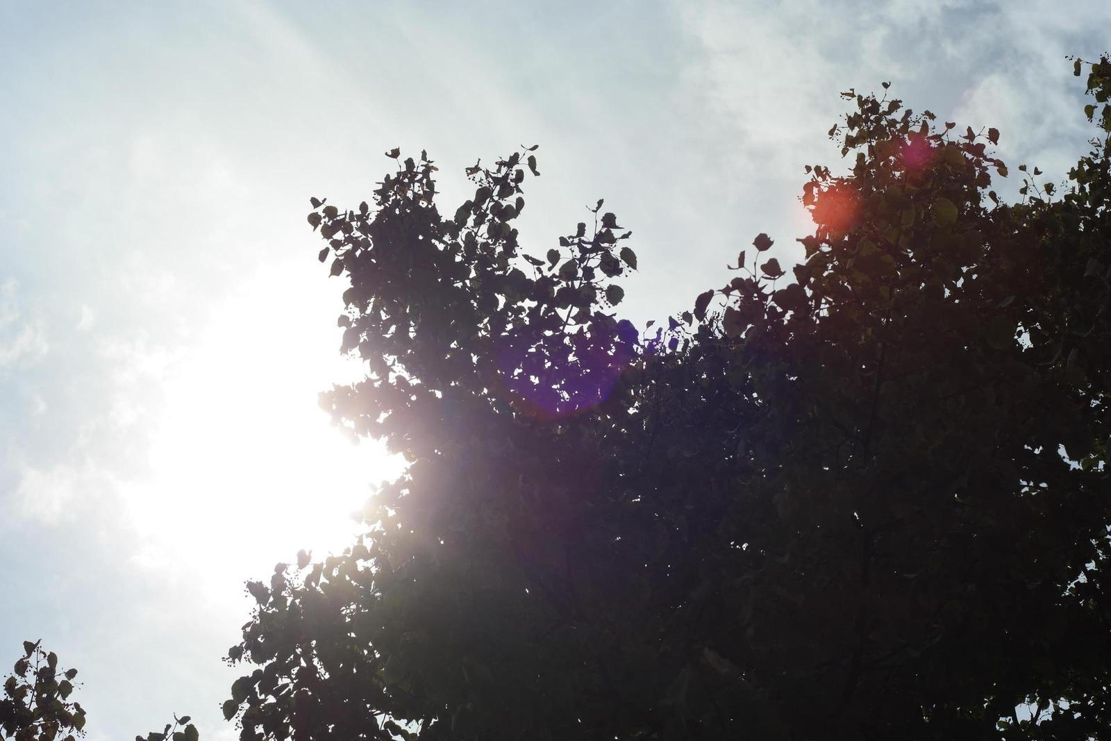 Olympus OM G.Zuiko 50mm f/1.4 "silver-nose"