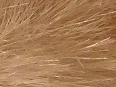 Olympus XZ-1: trefa do černého