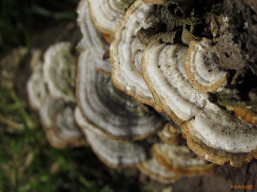 Canon PowerShot SX30 IS: sebevědomý rekordman