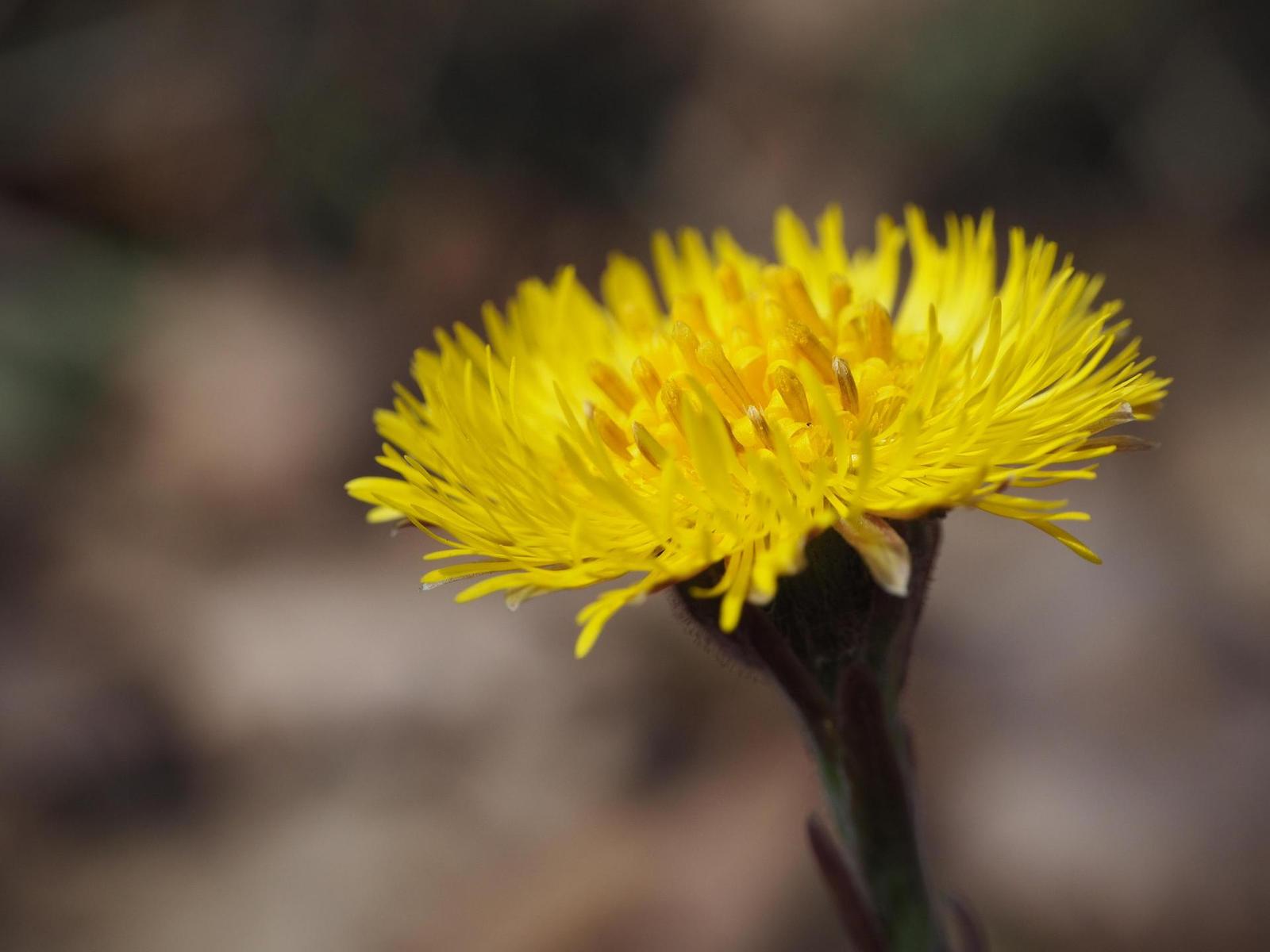 Olympus M.Zuiko Digital ED 14-42mm 1:3.5-5.6 EZ Pancake