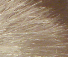 Nikon Coolpix P90: napodruhé mnohem lépe