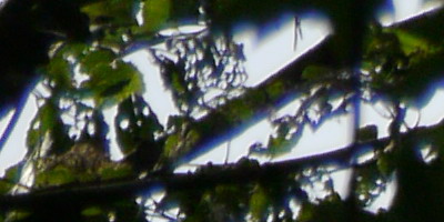 Panasonic Lumix G Vario 100-300mm F4-5,6