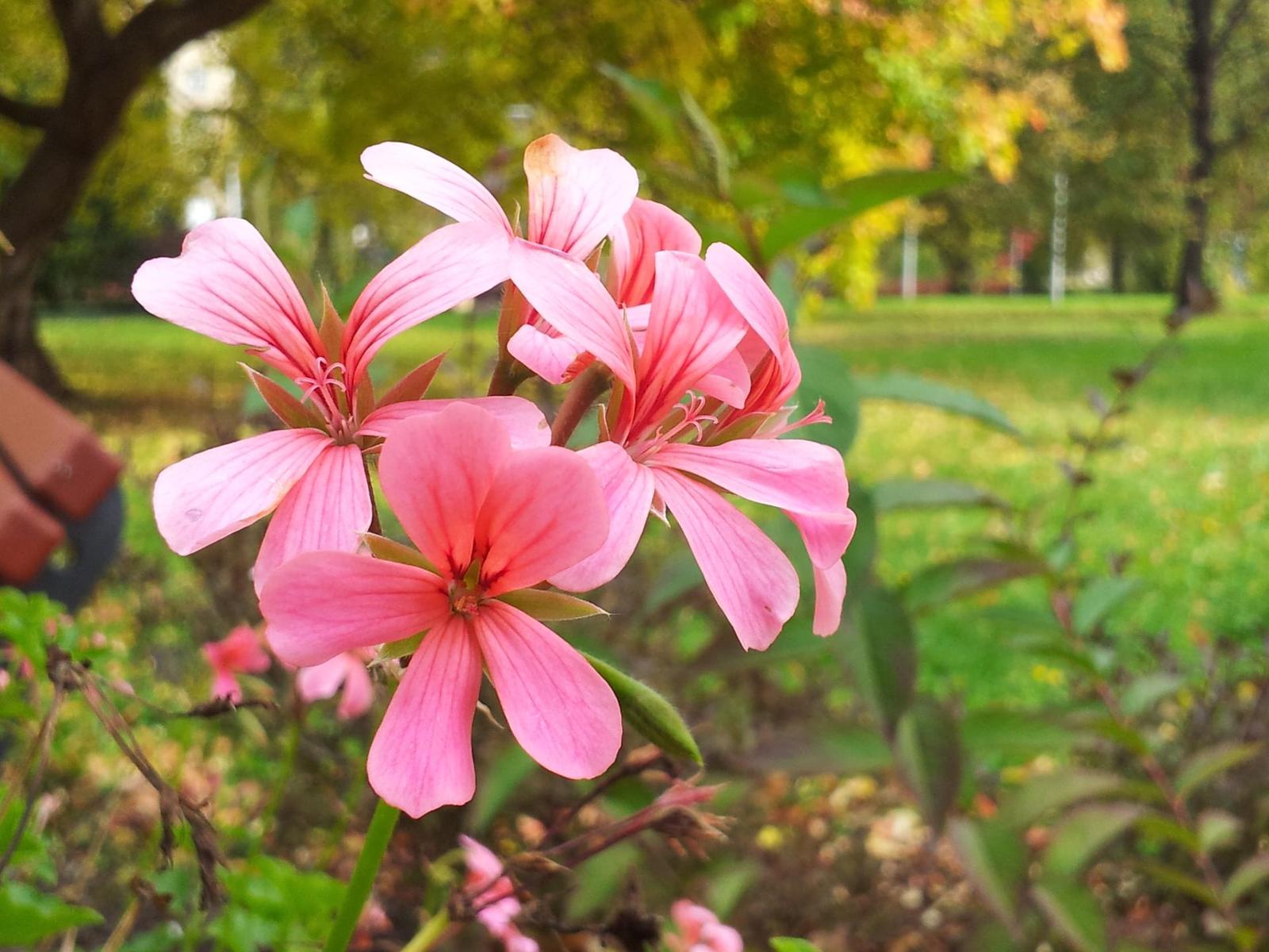 Samsung Galaxy S II: přemožitel kompaktů?