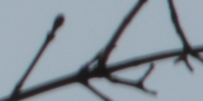 Nikon AF-S NIKKOR DX 55-300mm 1:4.5-5.6G ED VR