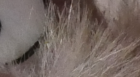 Panasonic Lumix LX100: pozoruhodný profi kompakt