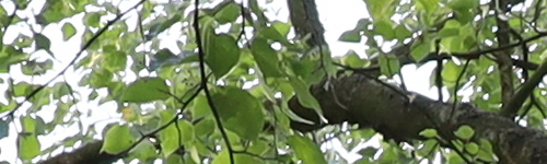 Canon EF 35mm f/2 IS USM