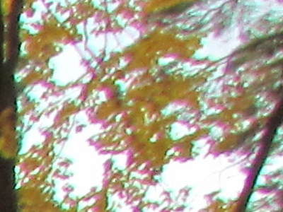 Canon PowerShot SX30 IS: sebevědomý rekordman