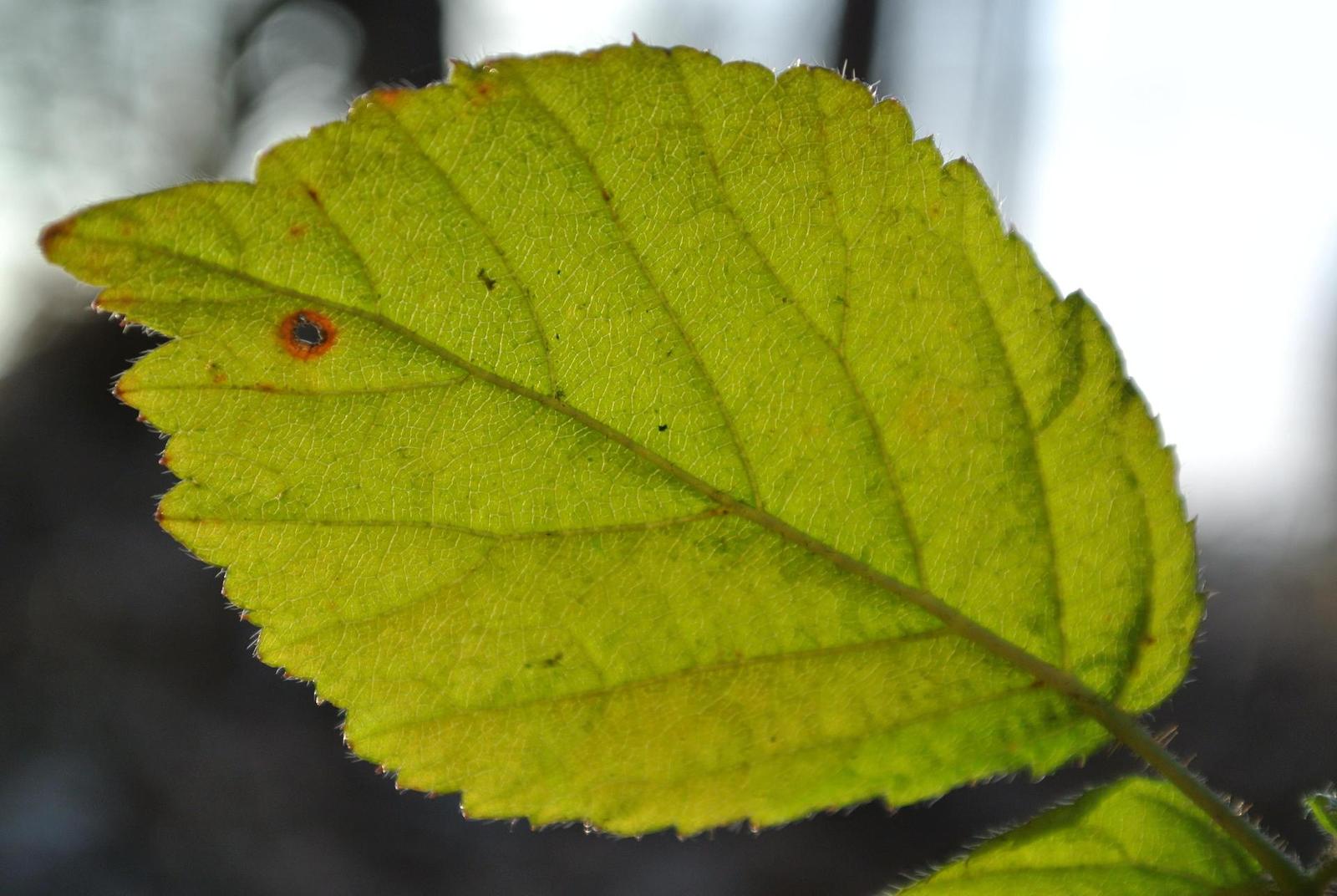 Nikon 1 NIKKOR 10-30mm 1:3,5-5,6 VR