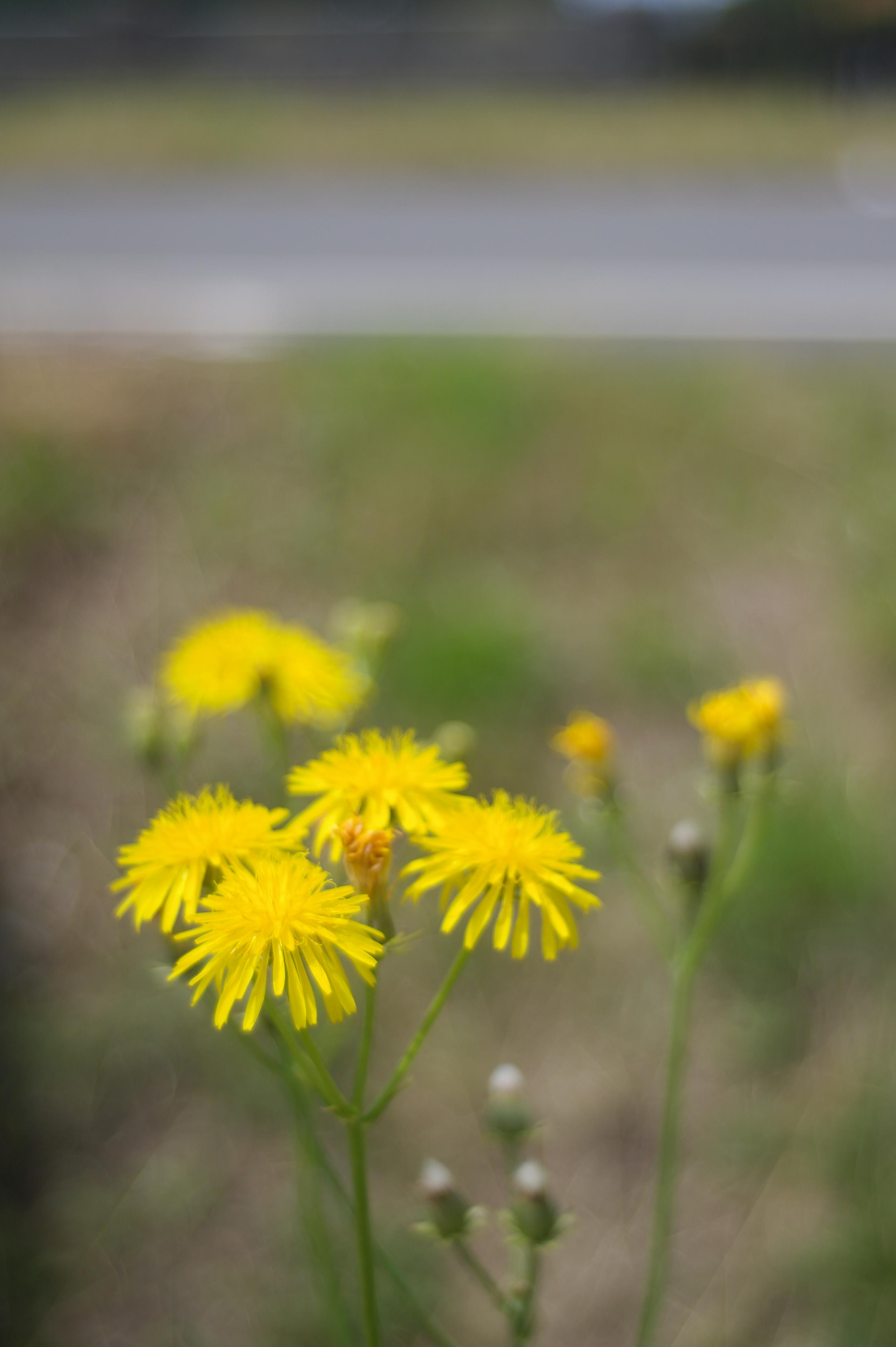 Canon FL 35mm 1:2.5 (FL/FD)