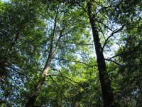 Canon PowerShot A540: Stříbrný šikula