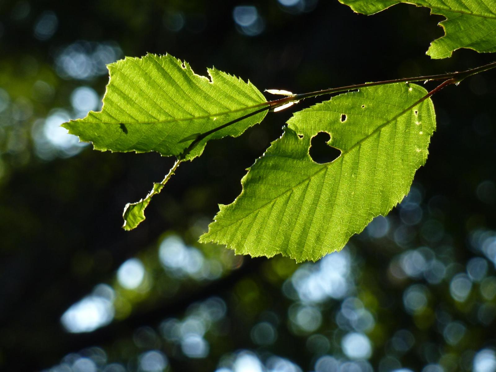 Panasonic Lumix TZ7: ultrazoom téměř bez chybičky