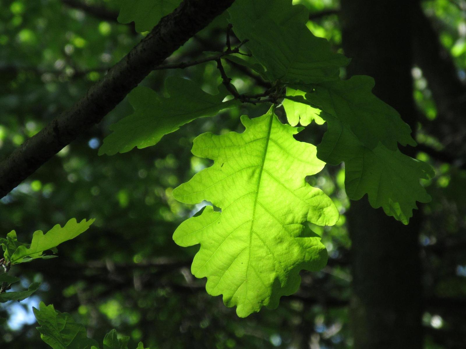 Canon IXUS 285 HS: kamarád do kabelky