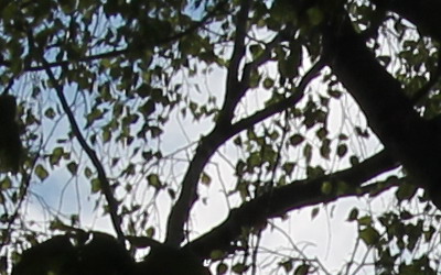 Canon EF-S 18-55mm F3,5-5,6 IS II