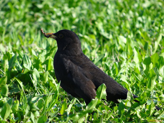 Sony Cyber-shot HX20V: umí snad všechno