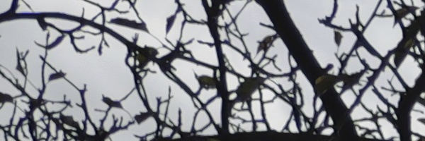 Panasonic Leica DG Vario-Elmarit 12-35mm / F2.8 ASPH. / Power O.I.S