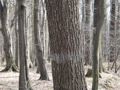 Sony Cyber-shot TX10: odolný zálesák