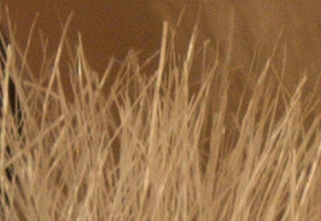 Sony NEX-7: správná (r)evoluce