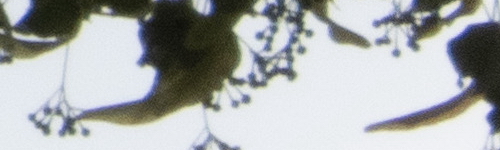 Nikon Coolpix B700: přírodovědec