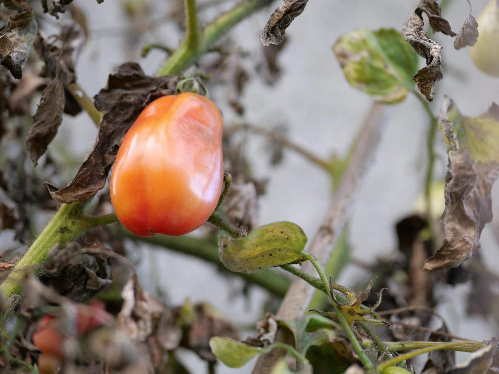 Panasonic Leica DG Vario-Summilux 25-50mm F1.7 ASPH.