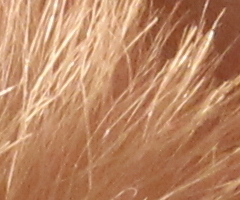 Canon EOS 550D: třídní premiant