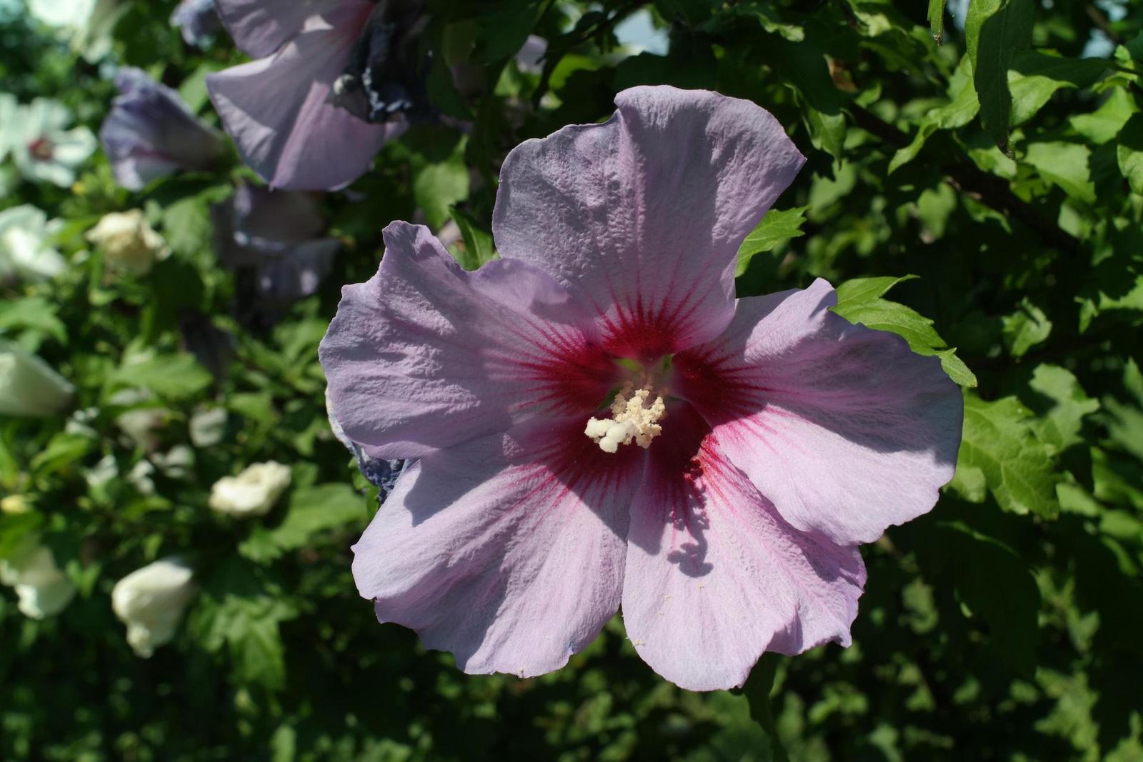 Olympus OM Zuiko 28mm f/2.8 (OM)