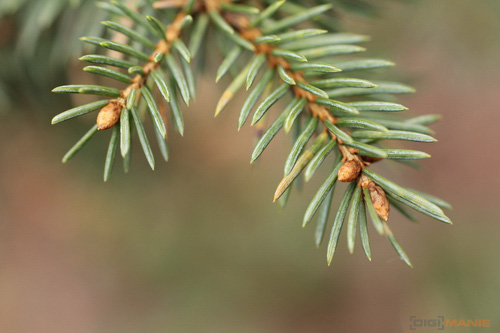 Srovnávací test pevných 50mm objektivů