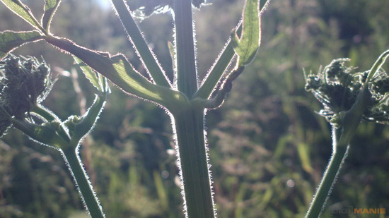 Fotíme mobilem: Slunce, přítel i protivník