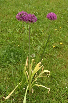 Tipy a triky nejen pro začátečníky, díl 12. - Fotografujeme květiny