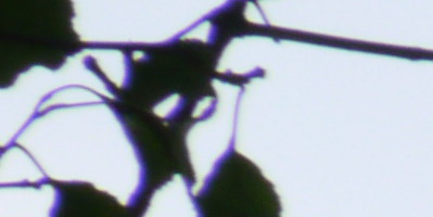 Panasonic Lumix G Vario 100-300mm F4-5,6