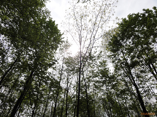 Sony Cyber-shot HX5: pan téměř dokonalý