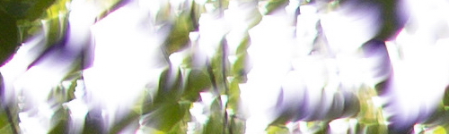 Canon EF 50mm f/1.4 USM