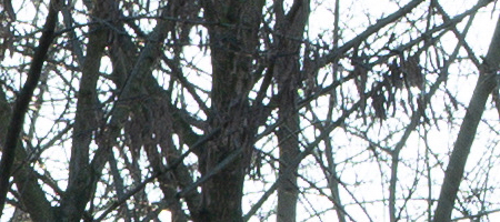 Panasonic Lumix S 85mm F1.8