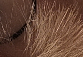 Fujifilm X-S1: jedinečný