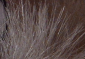 Nikon D600: vynikající vstup do světa full frame