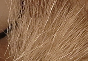 Canon PowerShot G1 X: vnitřní revoluce