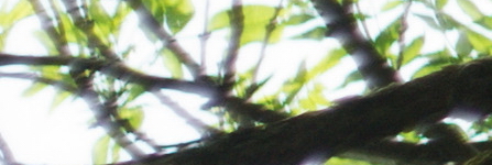 Carl Zeiss Jena DDR Pancolar 1,8/50mm MC electric (M42)