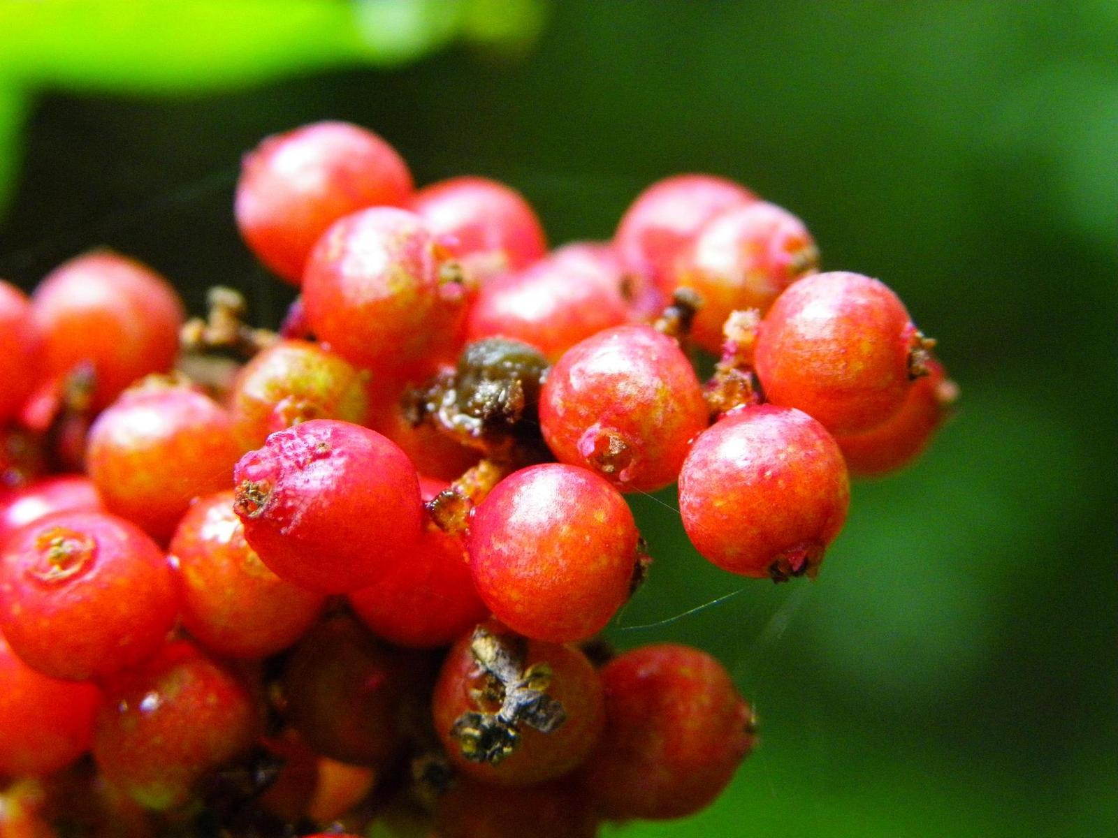 Pentax X70: neobyčejně univerzální kliďas