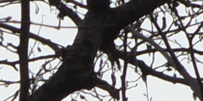 Fujifilm X-S1: jedinečný