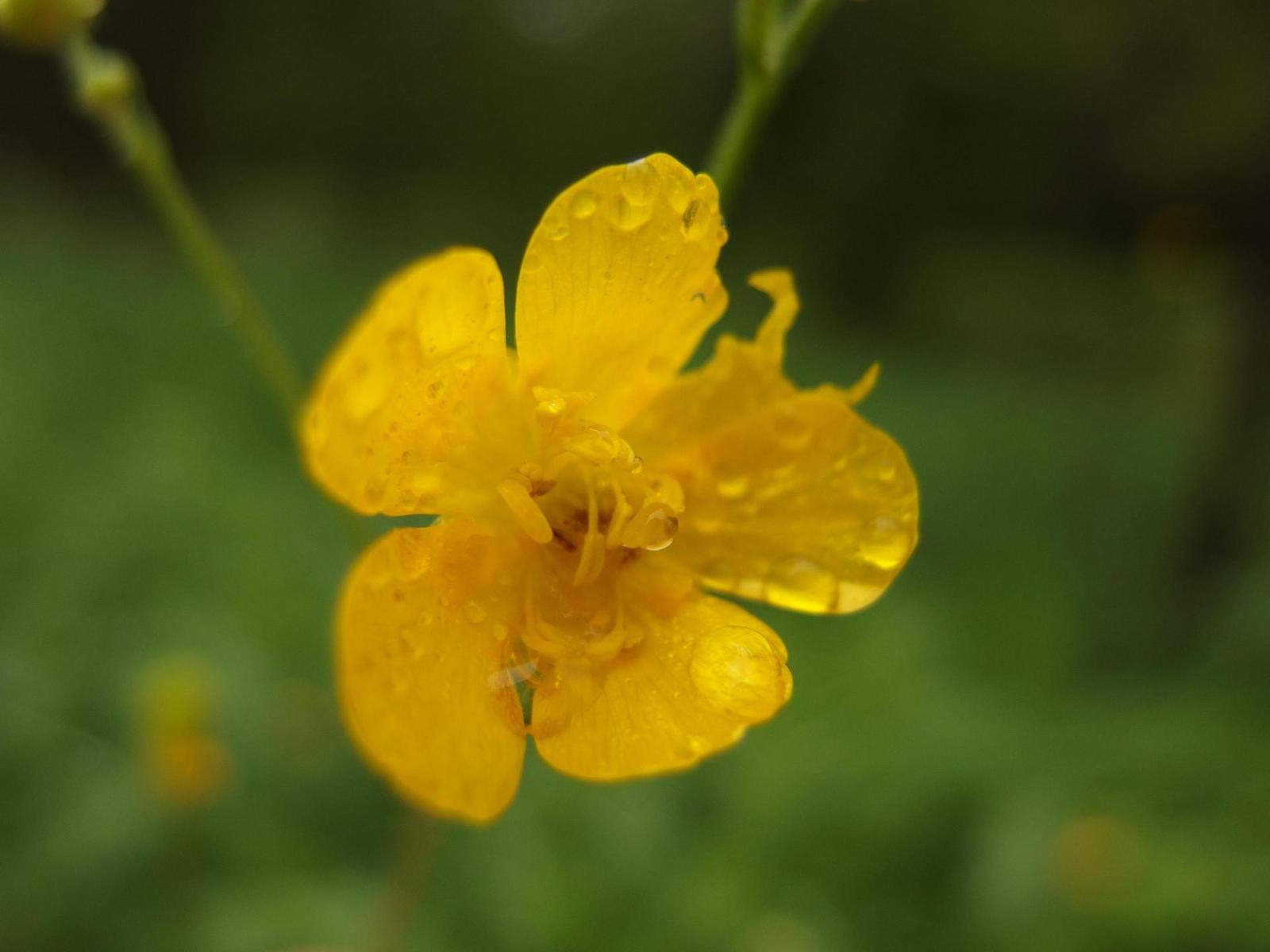 Olympus Stylus XZ-2: jednoduše skvělý