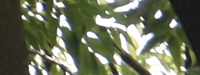 Tamron 16-300mm f/3.5-6.3 Di II VC PZD Macro