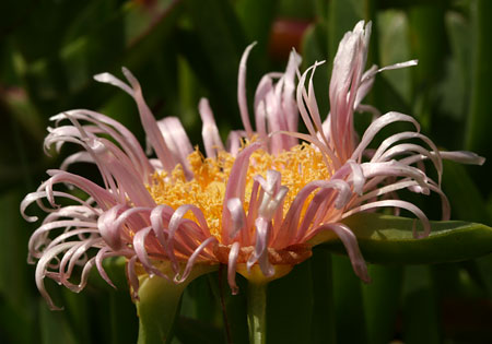 Azorské ostrovy – svátek fotografie: II.