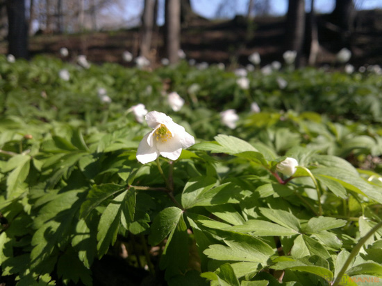Fotíme mobilem: Zapovězené makro?