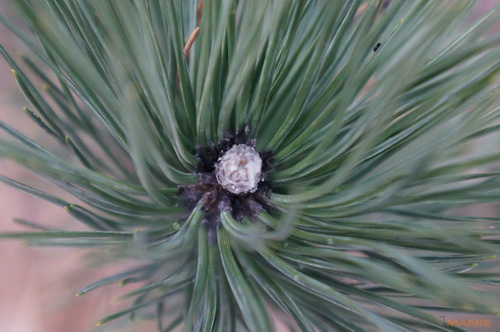 Sony NEX-5N: téměř ideální NEX