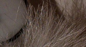 Panasonic Lumix LX100: pozoruhodný profi kompakt