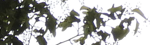 Nikon Coolpix B700: přírodovědec