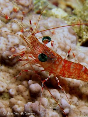 Digimanie vás zve na výstavy