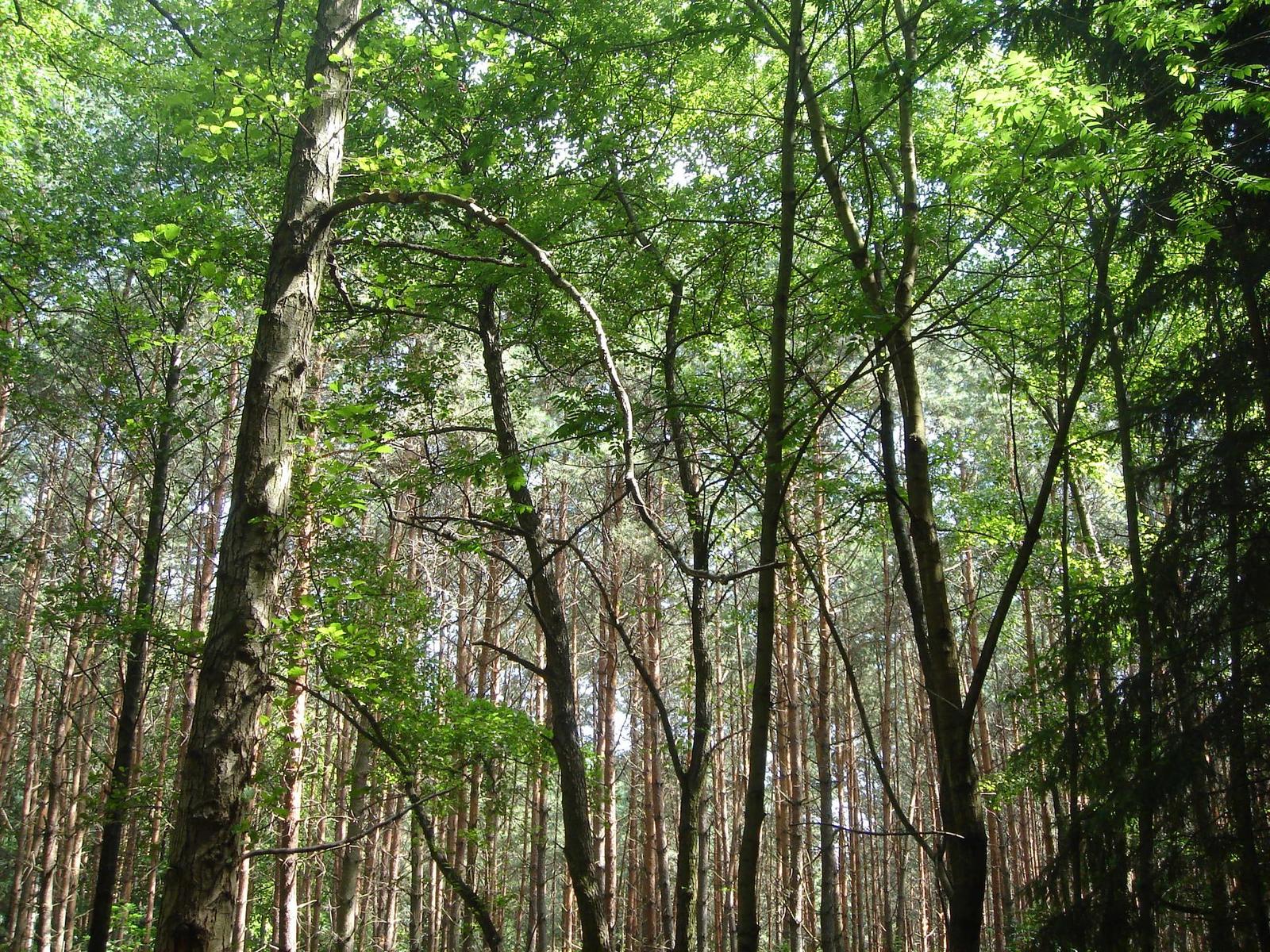 Sony Cyber-shot DSC-T5 - foticí kreditka